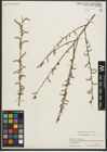 Foto von Salix purpurea L.